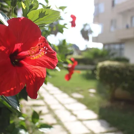 Διαμέρισμα Summer Rose *